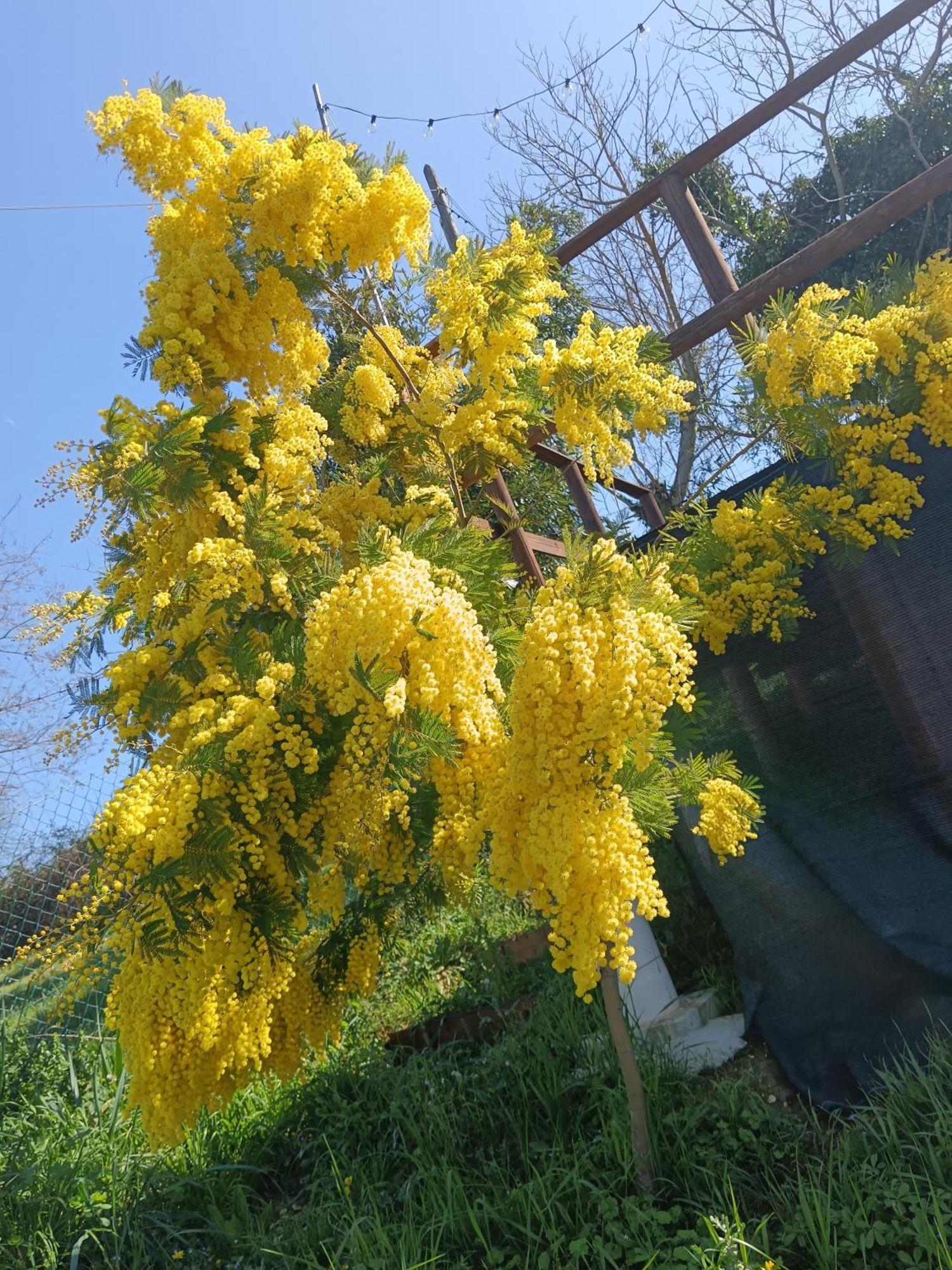 Il Giramondo Montelabbate Esterno foto